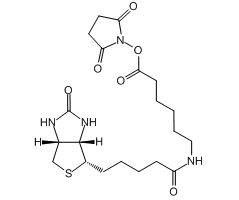 Biotin-X, succinimidyl ester