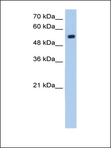 Anti-ZIK1 antibody produced in rabbit