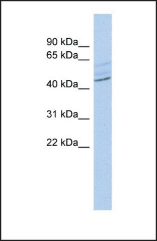 Anti-ZMYND12 antibody produced in rabbit