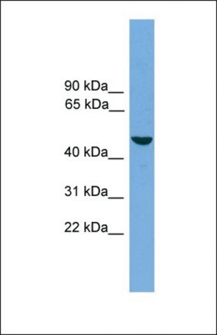 Anti-ZMAT1 antibody produced in rabbit