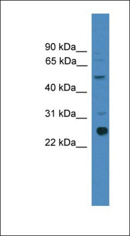 Anti-ZMAT2 antibody produced in rabbit