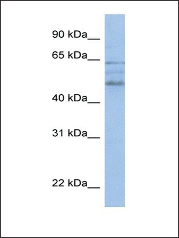 Anti-ZMyND17 antibody produced in rabbit