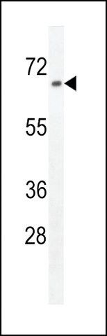 ANTI-ZN169 (N-TERMINAL) antibody produced in rabbit