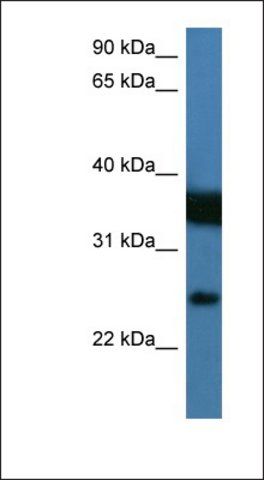 Anti-ZMAT2 antibody produced in rabbit