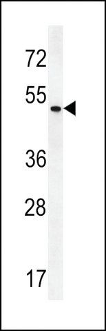 ANTI-ZMYND17(C-TERMINAL) antibody produced in rabbit