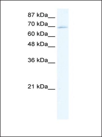 Anti-Zinc FINGER protein 750 antibody produced in rabbit