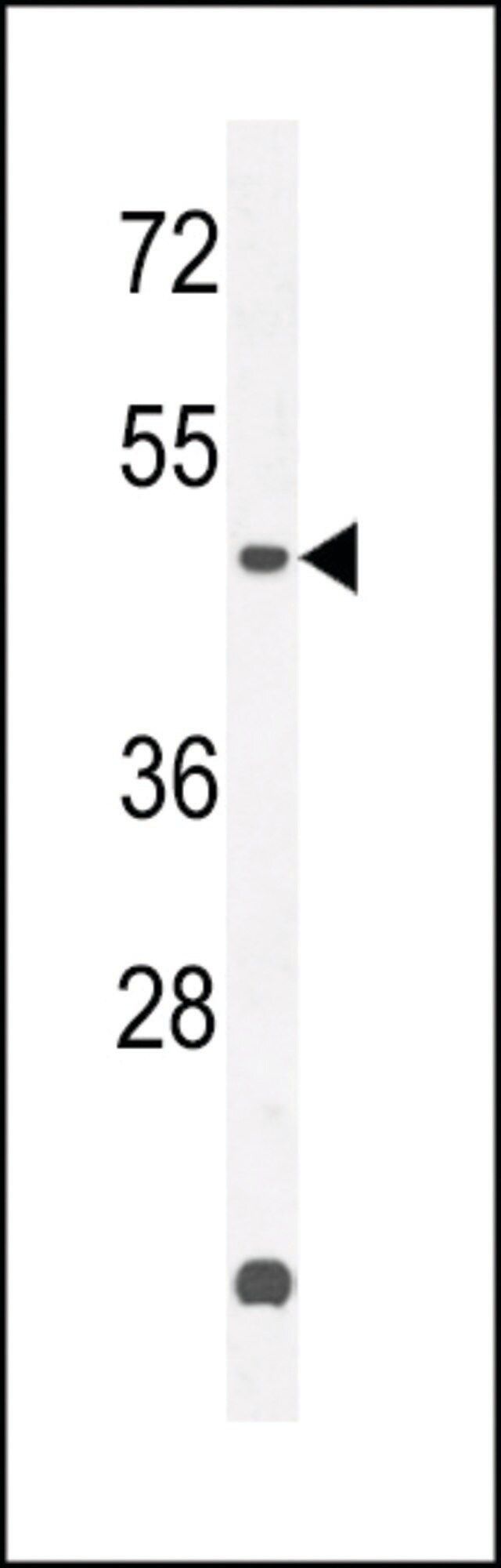 ANTI-ZN572 (C-TERMINAL) antibody produced in rabbit