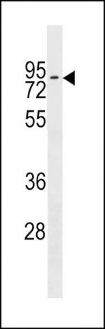 ANTI-ZNF551 (CENTER) antibody produced in rabbit