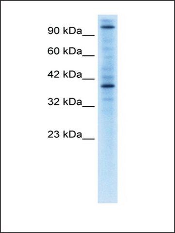 Anti-ZNF624 antibody produced in rabbit