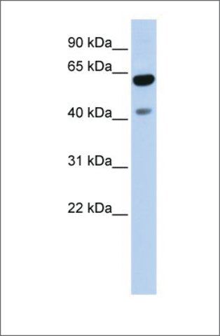 Anti-ZNF641 (ab2) antibody produced in rabbit