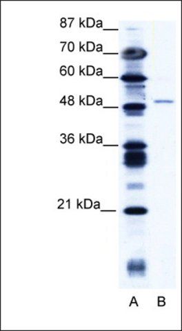 Anti-ZNF627 antibody produced in rabbit