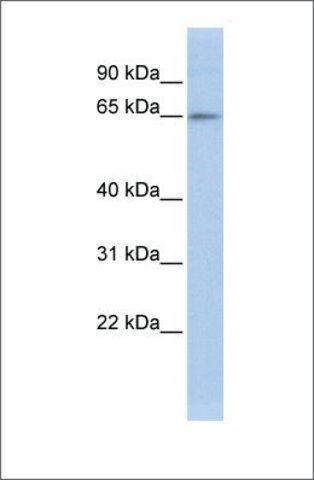 Anti-ZNF619 antibody produced in rabbit