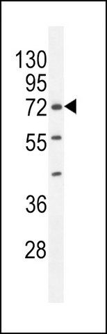 ANTI-ZNF648 (N-TERM) antibody produced in rabbit