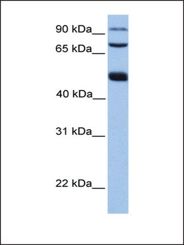 Anti-WDR49 antibody produced in rabbit