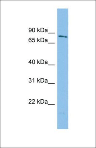 Anti-WDR49, (N-terminal) antibody produced in rabbit