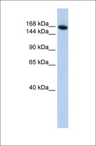 Anti-WDR66 antibody produced in rabbit