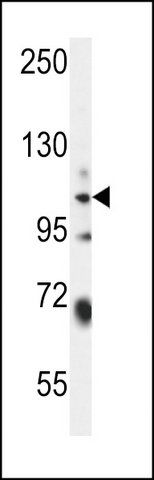 ANTI-WWC3 (C-TERM) antibody produced in rabbit