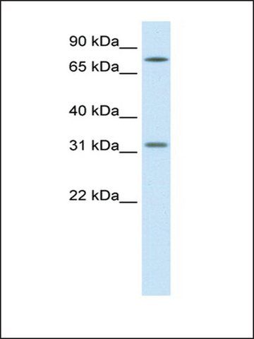 Anti-WNT8B antibody produced in rabbit