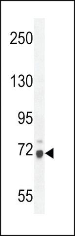 ANTI-WDR76(C-TERMINAL) antibody produced in rabbit