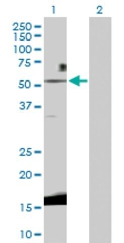 Anti-WNT3 antibody produced in rabbit