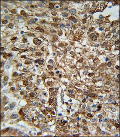 ANTI-WDR43 (C-TERM) antibody produced in rabbit