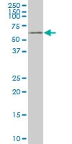 ANTI-YES1 antibody produced in mouse