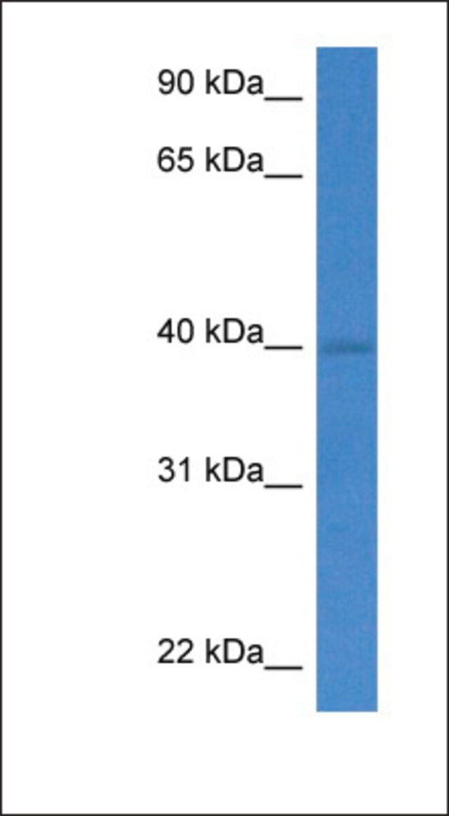 Anti-WDR5 antibody produced in rabbit