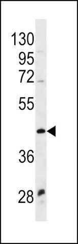 ANTI-WNT9A (CENTER) antibody produced in rabbit