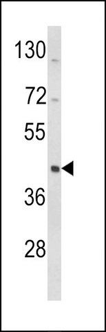 ANTI-WSB2 (C-TERM) antibody produced in rabbit