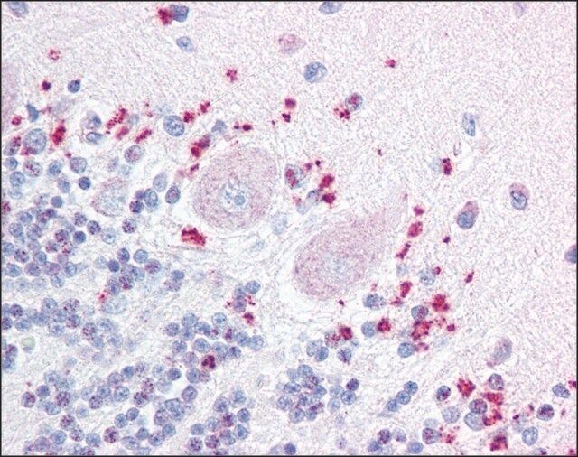 Anti-WNT7A antibody produced in rabbit