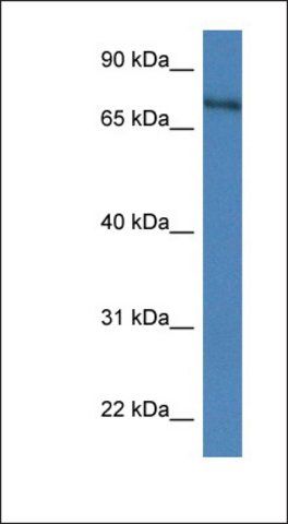 Anti-XPNPEP2 antibody produced in rabbit