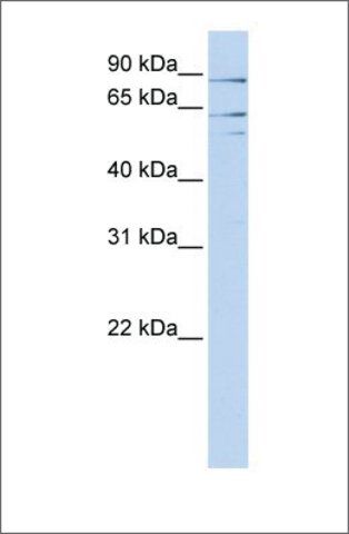 Anti-XPNPEP2 antibody produced in rabbit