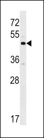 ANTI-XKR3 (C-TERM) antibody produced in rabbit