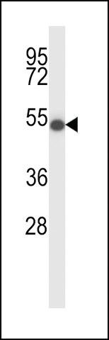 ANTI-ZDH16(C-TERMINAL) antibody produced in rabbit