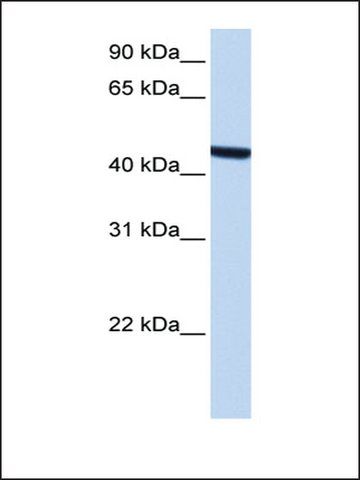 Anti-ZCCHC3 antibody produced in rabbit