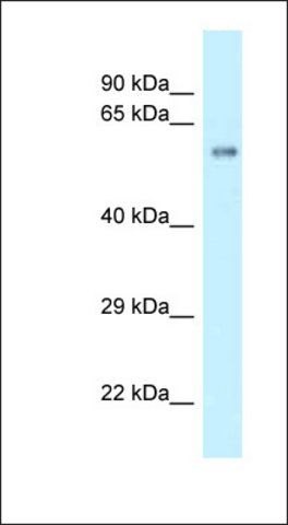 Anti-ZBTB9 antibody produced in rabbit