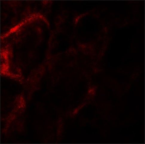 Anti-ZF21 antibody produced in rabbit