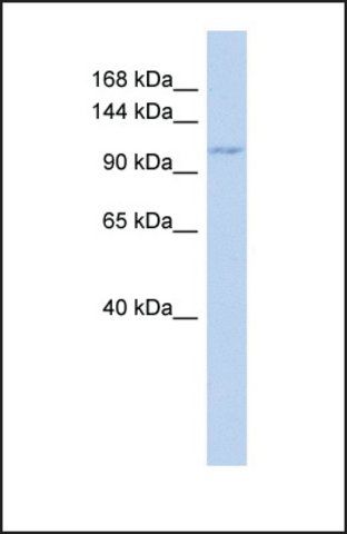 Anti-ZC3H7B antibody produced in rabbit