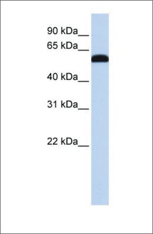 Anti-ZGPAT (ab3) antibody produced in rabbit