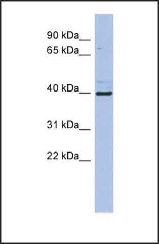 Anti-ZFP42 antibody produced in rabbit