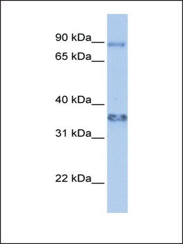 Anti-ZFP64 (AB1) antibody produced in rabbit