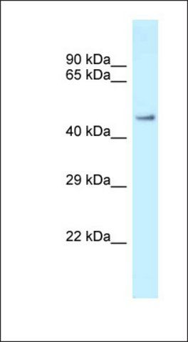 Anti-ZFP72 antibody produced in rabbit