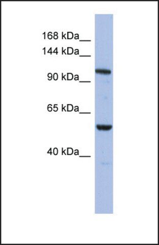 Anti-ZFPM1 antibody produced in rabbit