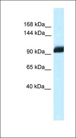 Anti-ZHX1 antibody produced in rabbit