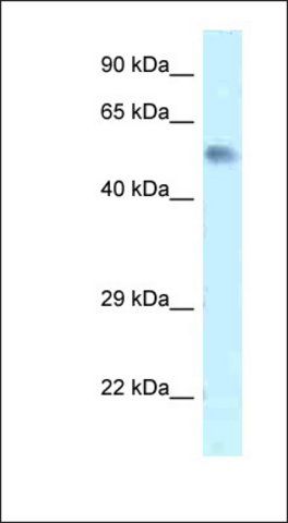 Anti-ZFP472 antibody produced in rabbit