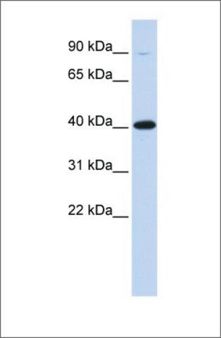 Anti-ZFP42 antibody produced in rabbit