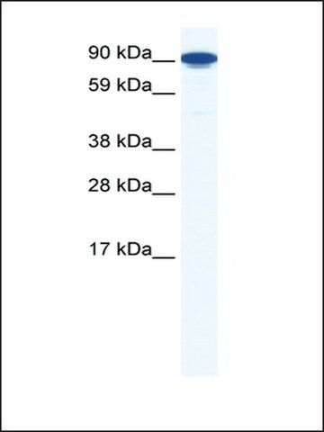 Anti-ZFY1 antibody produced in rabbit