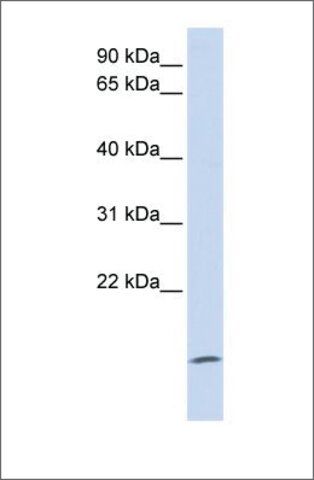 Anti-ZG16 antibody produced in rabbit