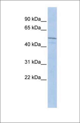 Anti-ZIM3 antibody produced in rabbit