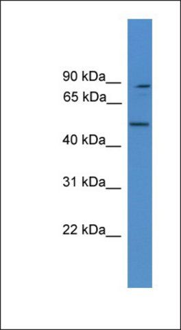 Anti-ZER1 antibody produced in rabbit